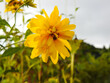 一見すると菊の花にも見えますがこちらは同じキク科ですが八重咲きオオハンゴンソウです。