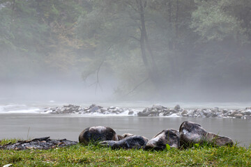 Wall Mural - A beautiful river at dawn with mist