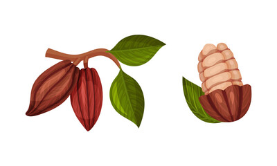 Wall Mural - Pod of Theobroma Cacao with Cocoa Bean Inside as Aromatic Chocolate Ingredient Vector Set