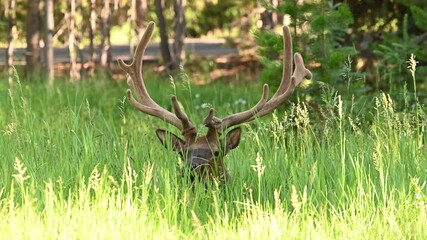 Poster - Resting Male Elk In Velvet Antlers Chews Grass in Yellowstone