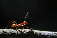Closeup View Of Red Ant.