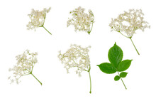 Elder Flowers Isolated On A White Background, Top View