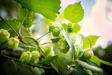 Fresh Green Hop Cones Growing On The Vine. Hop Background. Beer Brewing Ingredients.