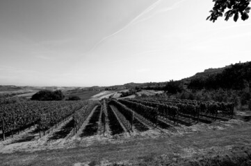 Wall Mural - Grayscale shot of a vineyard on the background of hills and fields