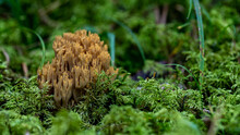 Ramaria Species Dirt Yellow Mushroom In The Forest Coming Out Of The Moss Green. Probably Ramaria Flava Or Aurea, Commom Usual Musroom In Latvia And Other European Countries