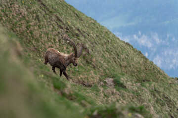 Wall Mural - Alpine ibex on the meadow in Switzerland Alps. Male of ibex in mountains. European wildlife during spring season.