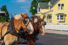 Pair Of Horses Pulling A Carriage On Mackinaw Island