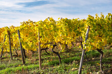 Golden Discolored Vines In The Rheingau / Germany On A Sunny Autumn Day
