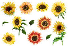 Red And Yellow Sunflowers Set, Isolated Floral Elements On White Background