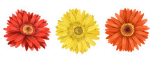 Red, Orange And Yellow Gerber Flowers Buttons Set, Isolated Floral Elements On White Background