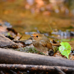 Wall Mural - beautiful rufous-browed flycatcher(Ficedula solitaris) in Thai forest