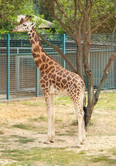 Wall Mural - Beautiful Rothschild's giraffe in zoo. Exotic animal