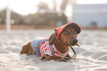Dwarf Dachshund In A Striped Dog Jumpsuit And A Red Cap Is Sunbathing On A Sandy Beach. Dog Traveler, Blogger, Travelblogger. Dog Enjoys A Walk In The Fresh Air Outdoors. High Quality Photo