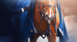 The sorrel horse is wearing a bridle and a blue warm blanket, and a rider stands next to him and adjusts the straps with his hands. Equestrian sports. Horse riding.