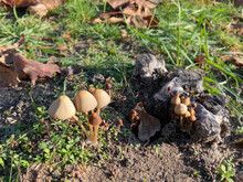 Mushrooms In Green Lawn With Autumn Leaves, Outdoors, Mushrooms Growing In Autumn Forest