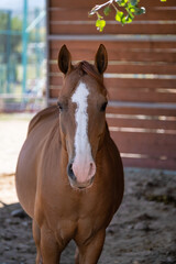 Sticker - horse in stable