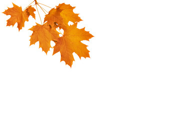 twig with autumn maple leaves isolated on white background. yellow and orange natural elements for d