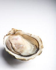 Oyster in opened half shell isolated on plain white background