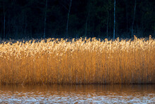Reeds In Sunlight In A Lake With A Dark Woodland In The Backgrounds