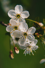 Vertical Shot Of Beautiful Hawthorn Flowers, Outdoors During Daylight