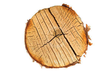 Poster - birch log cut isolated on white background