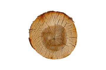 Poster - birch log cut isolated on white background