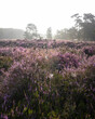 colorful purple heather  and pine trees on heath near zeist in the netherlands