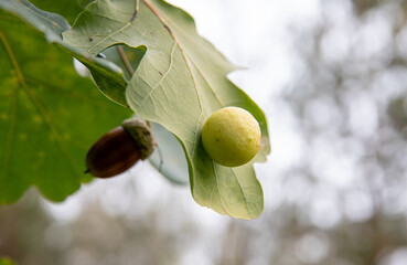 Cynips quercusfolii known as gall wasp, round ball gall underside of common oak leaf Quercus robur. Inside is bug larva. Autumn day.