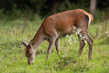 Wall Mural - red deer, cervus elaphus, female grazing on meadow in autumn nature. hind feeding on grassland in gr