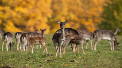 Wall Mural - group of fallow deer, dama dama, standing on field in autumn nature. many hinds feeding on pasture i