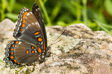 Red-spotted Purple Butterfly (Limenitis Arthemis)