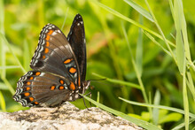 Red-spotted Purple Butterfly (Limenitis Arthemis)