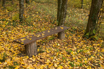 Wall Mural - Forest park bench in autumn season.