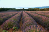 Fototapeta Lawenda - lavender fields in provence france