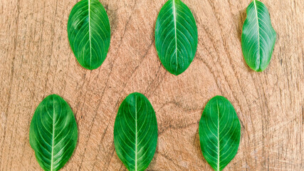 Creative layout made of tropical leaves on wooden background. Minimalist concept with free copy space.natural background.