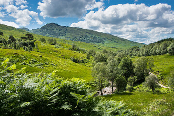 Wall Mural - Along the West highland Way in Scotland. The hiking trail follows the green landscapes of the Glen Falloch valley.