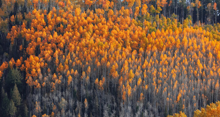 Wall Mural - Bright Autumn trees on the slopes of San Juan mountains