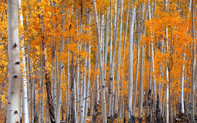  Bright yellow Aspen trees in peak autumn time in Colorado