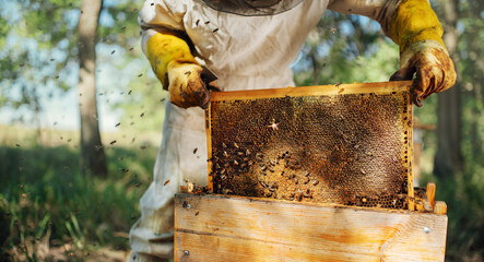 the beekeeper pulls out a frame with honey from the beehive.