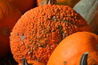 red warty Pumpkin