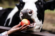Female hand feeding a cow with an apple