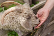 Hand feeding a furry male sheep