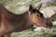 Closeup of a female roosevelt elk in the nature