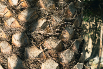 Poster - Trunk of palm tree on white background