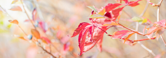 Wall Mural - Beautiful panoramic autumn scenery with colorful leaves and bokeh background