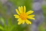 Fototapeta Storczyk - flor amarila