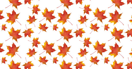 Wall Mural - Pattern red maple leaf in autumn on a white background. Beautiful autumn background for your design.
