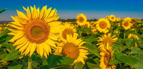 Fleurs de tournesols dans un champs avec la lumière du soleil.	