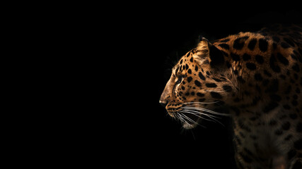 Far Eastern leopard, profile portrait. Beautiful panther leo on dark background