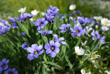 Wall Mural - Sisyrinchium angustifolium (blue-eyed grass) is a large genus of annual to perennial flowering plants in the family Iridaceae. 